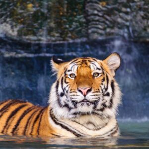 water tiger, year of the water tiger, chinese new year, lunar new year 2022, the year of the tiger,