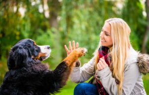 dog shaking hands, EQ, non-verbal communication