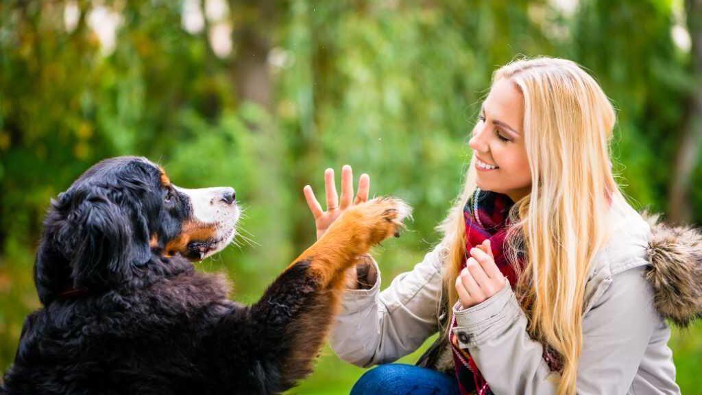 dog shaking hands, EQ, non-verbal communication